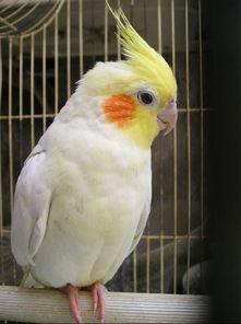 玄凤鹦鹉爆料视频,揭秘鹦鹉界的秘密生活 第1张 玄凤鹦鹉爆料视频,揭秘鹦鹉界的秘密生活 第1张